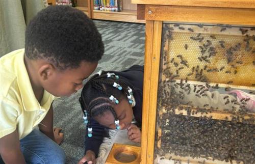  students looking at bees